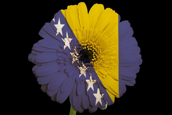 Gerbera flor de margarita en colores bandera nacional de bosnia herzegov — Foto de Stock