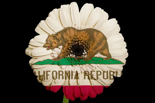 Gerbera Daisy Blume in den Farben Flagge des amerikanischen Bundesstaates Kalifo — Stockfoto