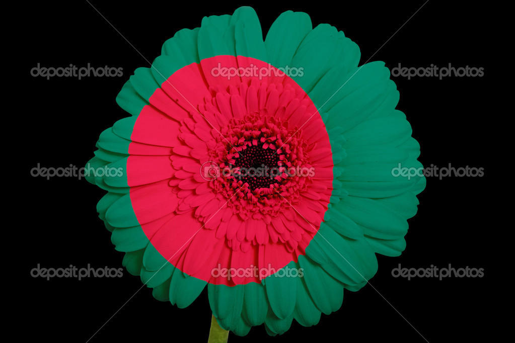 Gerbera daisy flower in colors national flag of bangladesh o — Stock