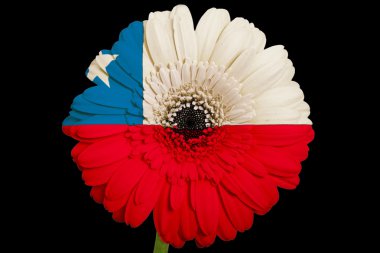 gerbera papatya çiçeği renkleri bla Şili bayrağı