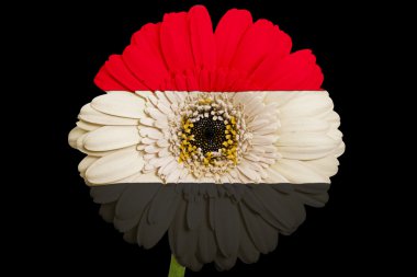 Mısır'ın renkleri bla Ulusal bayrağını gerbera papatya çiçeği