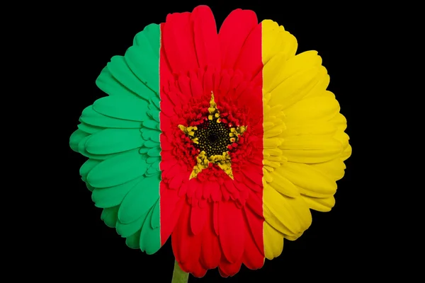 Gerbera sedmikrásky květin v barvách národní vlajka Kamerunu na — Stock fotografie