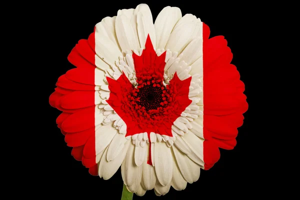 Gerbera flor margarida em cores bandeira nacional do Canadá em b — Fotografia de Stock