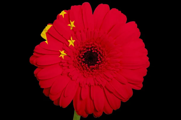 Gerbera fiore margherita nei colori bandiera nazionale della Cina su bla — Foto Stock