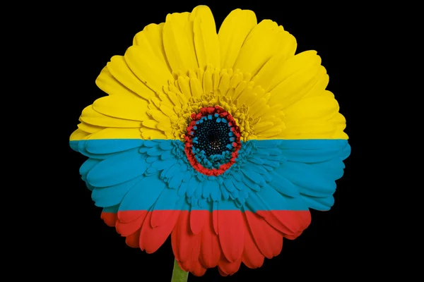 Gerbera daisy blomman i färger medborgare sjunker av columbia på — Stockfoto
