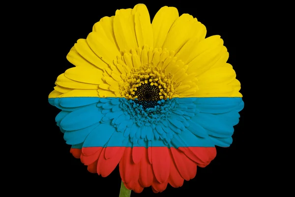 上のコロンビアの国旗の色のガーベラ デイジーの花 — ストック写真