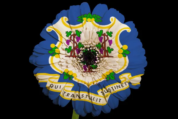 Gerbera flor de margarita en colores bandera del estado americano de connec — Foto de Stock
