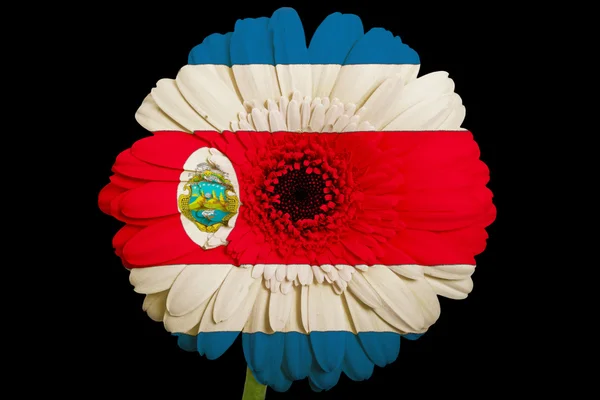 Gerbera daisy blomman i färger nationella flagga costarica på — Stockfoto