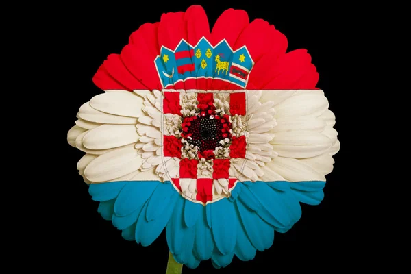 Gerbera daisy flower in kleuren nationale vlag van Kroatië op b — Stockfoto