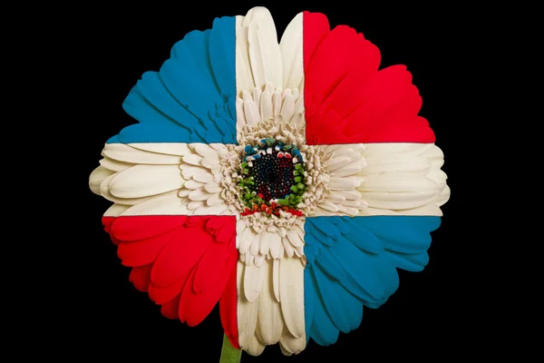 Gerbera flor margarida em cores bandeira nacional de dominicana em — Fotografia de Stock