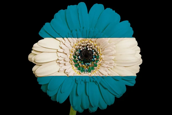 Gerbera daisy flower in colors national flag of el salvador — Stock Photo, Image