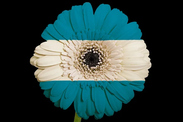 Gerbera daisy blomman i färger nationella flagga i el salvador — Stockfoto