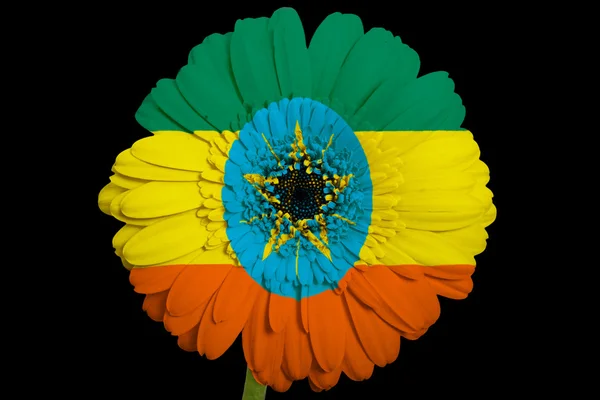 Gerbera daisy blomman i färger nationella flagga Etiopien på — Stockfoto