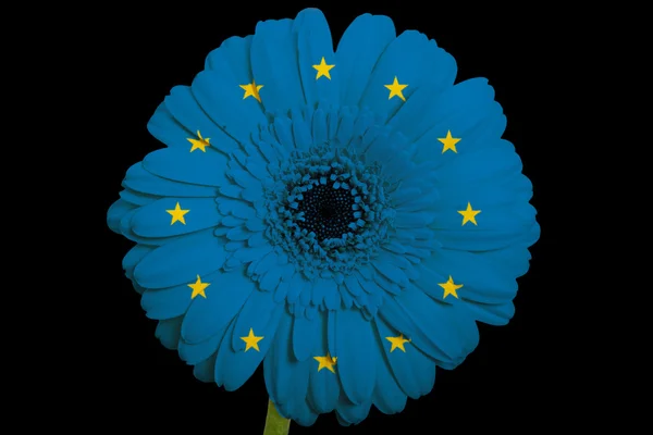 Gerbera Gänseblümchen Blume in den Farben Nationalflagge von Europa auf bl — Stockfoto