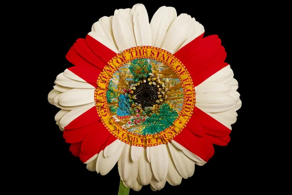 Gerbera daisy blomman i färger amerikansk flagg av rödlätt — Stockfoto