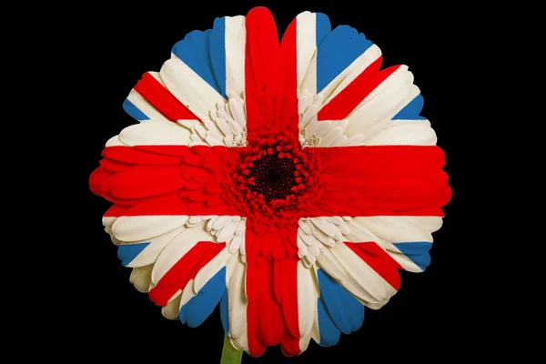 Gerbera Gänseblümchen Blume in den Farben Nationalflagge des vereinigten Königreichs — Stockfoto