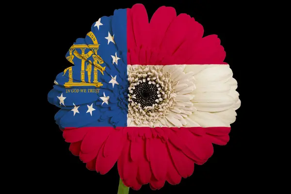 Gerbera daisy blomman i färger amerikansk flagg av georgi — Stockfoto