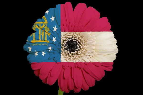 Gerbera százszorszép virág az amerikai állam a georgi színek zászlaja — Stock Fotó