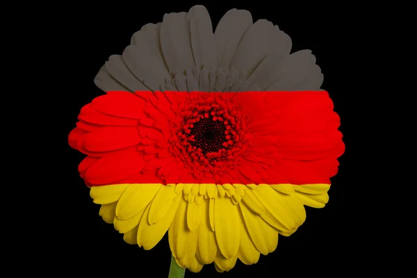 Gerbera flor de margarita en colores bandera nacional de Alemania en b — Foto de Stock