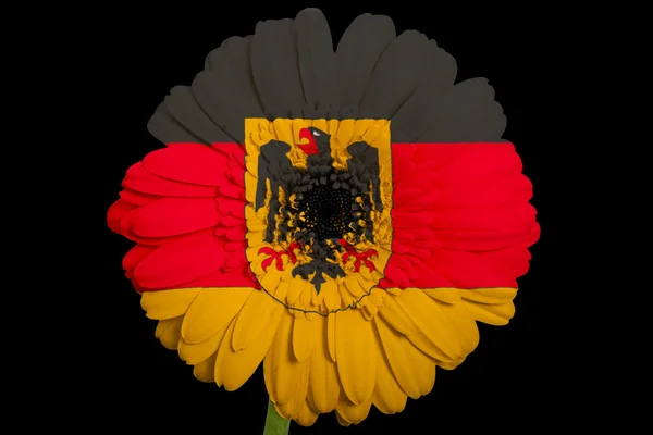 Gerbera flor de margarita en colores bandera nacional de Alemania en b — Foto de Stock