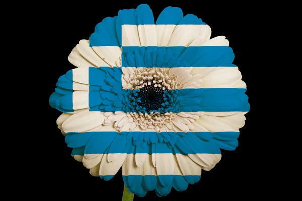 Gerbera flor de margarita en colores bandera nacional de Grecia en bl —  Fotos de Stock