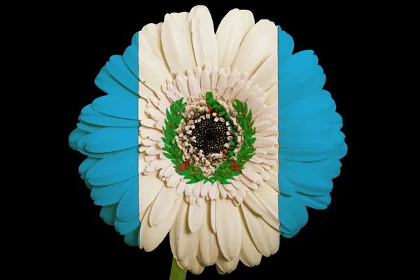 Gerbera daisy flower in colors national flag of guatemala on — Stock Photo, Image