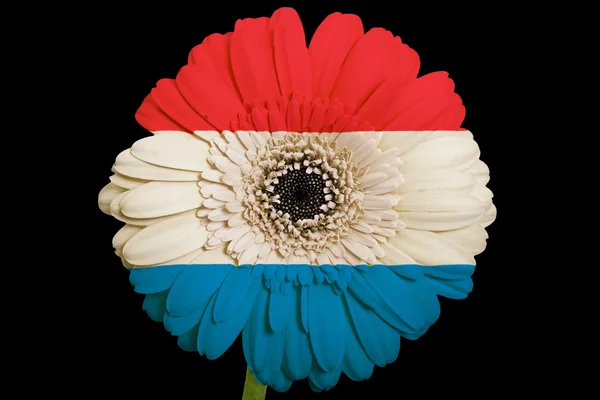 Gerbera daisy blomman i färger nationella flagga i holland på b — Stockfoto