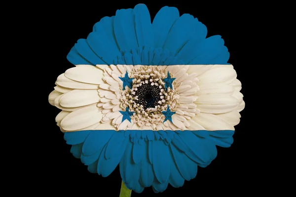 Gerbera papatya çiçeği renkleri üzerinde honduras bayrağı — Stok fotoğraf