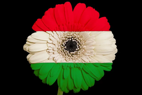 Gerbera daisy flower in kleuren nationale vlag van Hongarije op b — Stockfoto