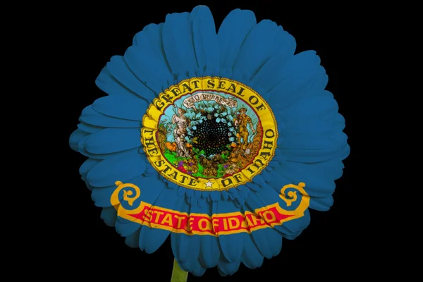 Gerbera flor margarida em cores bandeira do estado americano de idaho — Fotografia de Stock