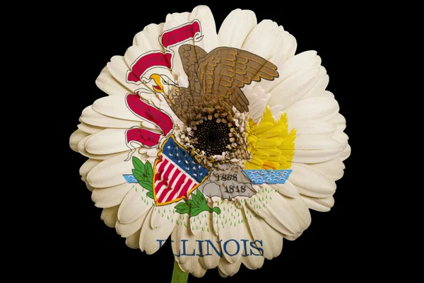 Gerbera daisy flower in kleuren vlag van Amerikaanse staat van illino — Stockfoto