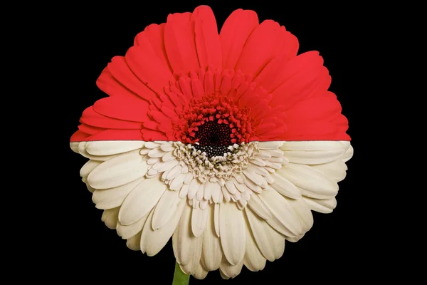 Gerbera daisy blomman i färger nationella flagga Indonesien på — Stockfoto