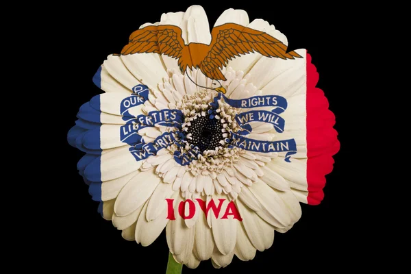 Gerbera daisy blomman i färger flagga amerikanska staten iowa — Stockfoto