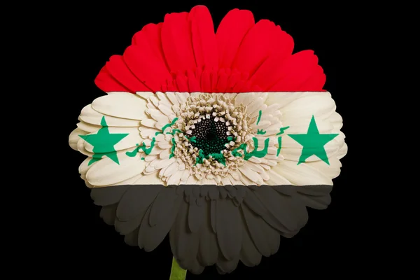 Gerbera daisy blomst i farver nationalt flag iraq på blac - Stock-foto