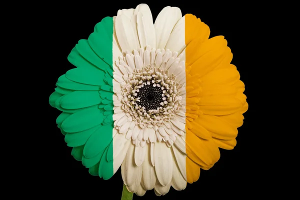 Gerbera daisy blomman i färger nationella flagga Irland på b — Stockfoto