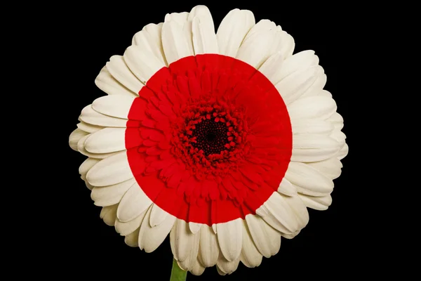 Gerbera daisy flower in colors national flag of japan on bla — Stock Photo, Image