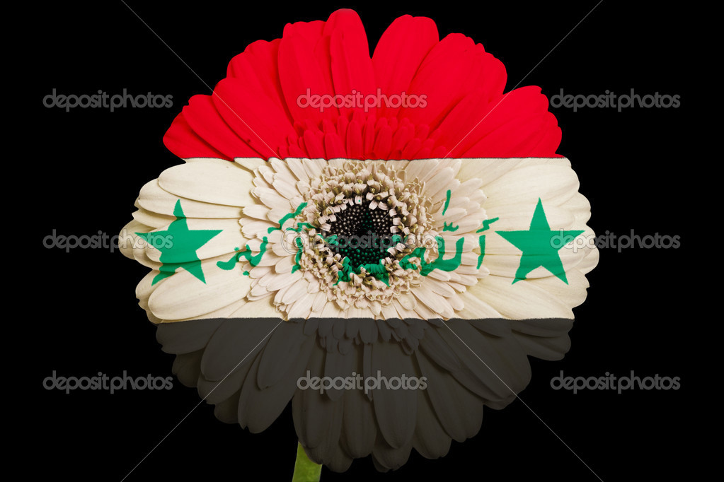 Gerbera daisy flower in colors national flag of iraq on blac — Stock Photo © vepar5 24694577