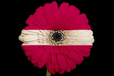 gerbera papatya çiçeği bl üzerinde Letonya ulusal bayrak renkleri