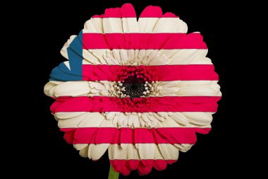 b Liberya ulusal bayrak renkleri gerbera papatya çiçeği
