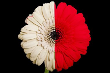 Malta renkleri bla Ulusal bayrağını gerbera papatya çiçeği