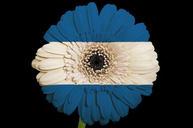 gerbera papatya çiçeği renkleri üzerinde Nikaragua bayrağı