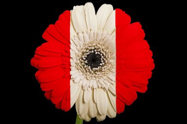 Peru renkleri blac Ulusal bayrağını gerbera papatya çiçeği