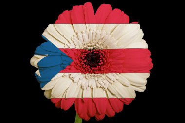 gerbera papatya çiçeği renkleri puertorico o bayrağı