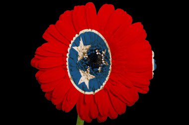 gerbera papatya çiçek renkleri bayrağı tennes Amerikan devleti