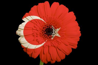gerbera papatya çiçeği bl üzerinde Türkiye'nin ulusal bayrak renkleri