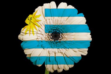 Uruguay renkler b Ulusal bayrağını gerbera papatya çiçeği