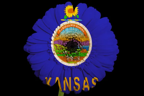 Kansas eyaleti Amerikan bayrağı renkleri gerbera papatya çiçeği — Stok fotoğraf