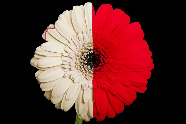 Gerbera daisy flower in colors national flag of malta on bla — Stock Photo, Image