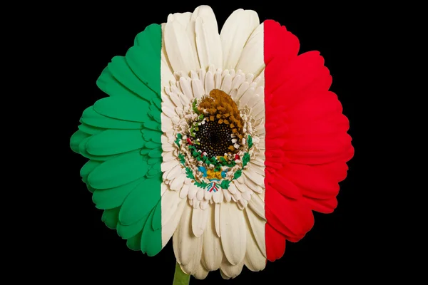 Gerbera fiore margherita a colori bandiera nazionale del Messico su bl — Foto Stock