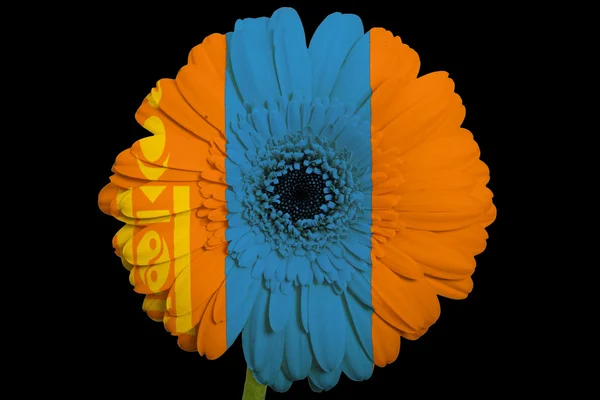 Gerbera daisy flower in colors national flag of mongolia on — Stock Photo, Image